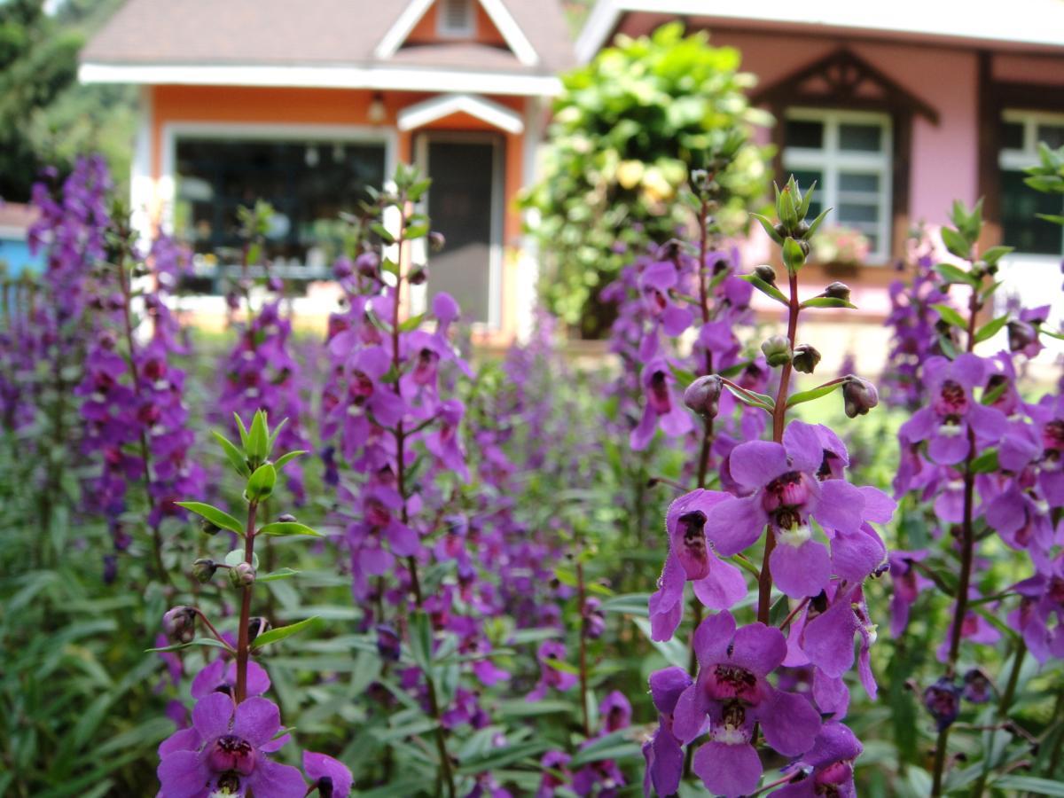 Li Jin Kuan Homestay Nanzhuang Exterior foto